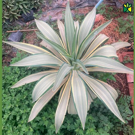 Agave Variegated