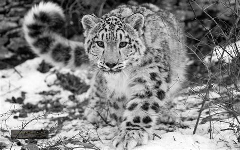 Snow Leopard Wallpapers - Wallpaper Cave