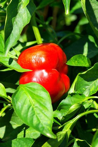 Pimento Pepper | Vegetable Seeds