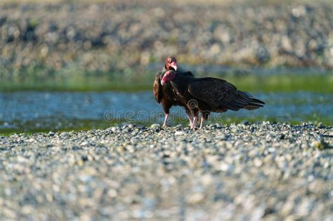 Turkey Vulture Feeding at Seaside Beach Stock Photo - Image of vulture ...