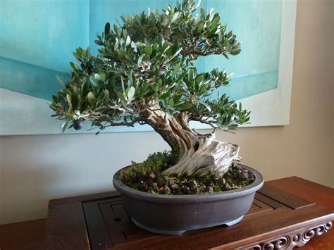 Olivo, Bonsai. #TypesofBonsaiTrees | Árbol bonsai de interior, Bonsai, Árboles bonsai