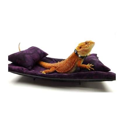 21 Best Bearded Dragon Accessories (2020)