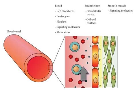 Schematic overview of a blood vessel and the endothelial cell... | Download Scientific Diagram