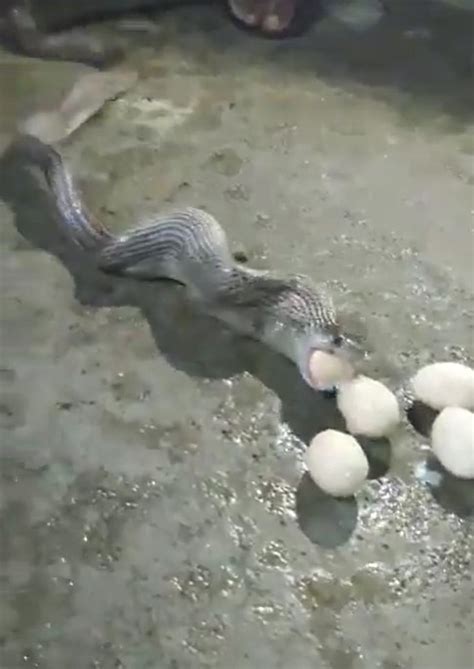 Cobra Coughs Up 10 Eggs As Man Holds Its Tail - News RealPress