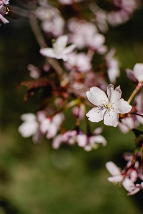 Pink Cherry Blossom Tree · Free Stock Photo