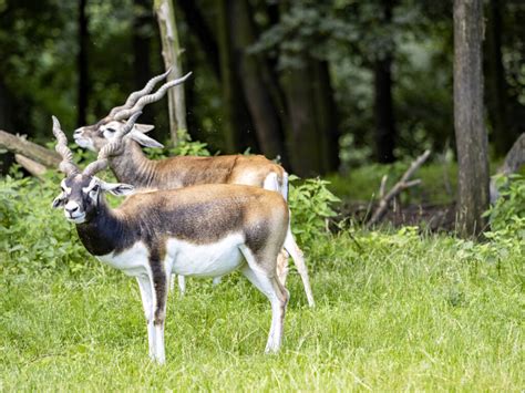 Blackbuck Antelope - FTW Ranch