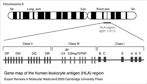 1 Localisation of the HLA complex on chromosome 6. The HLA complex is ...