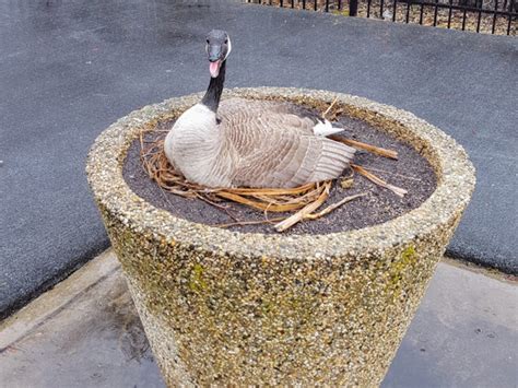 Nest Management: Canada Geese Behaving Badly | WGC