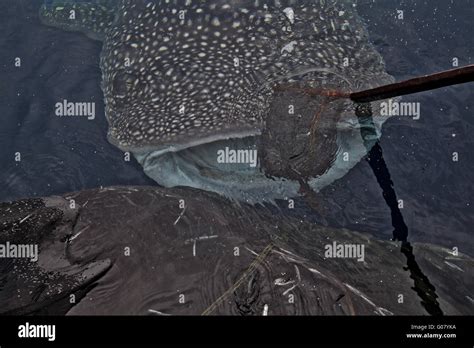 feeding whale shark Stock Photo - Alamy