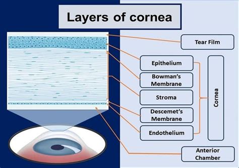 What is Cornea of Eye: Function, Definition, Anatomy, Layers | Health Kura | Sensory nerves ...