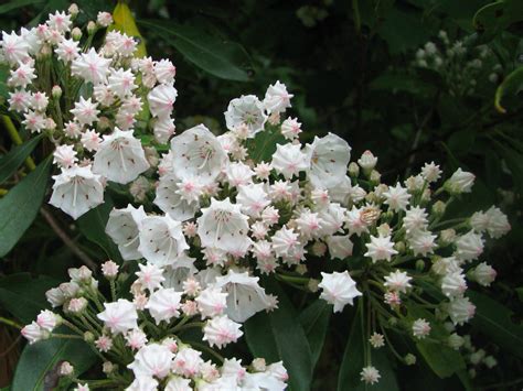 Kalmia latifolia - Mountain Laurel | World of Flowering Plants