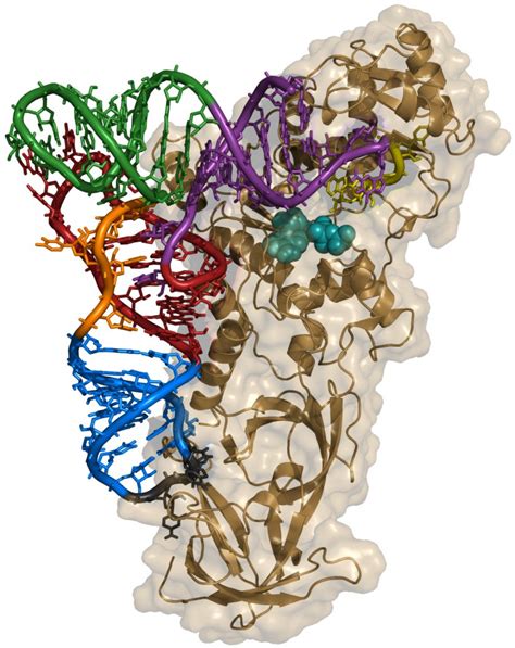 Aminoacyl TRNA Synthetase Transfer RNA Biology Anticodon, PNG ...