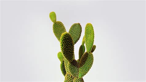 Cactus HD Wallpaper