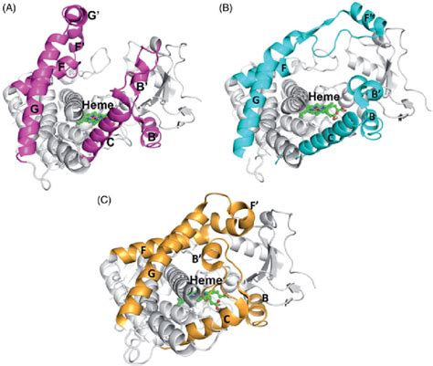 Structural plasticity of CYP enzymes (e.g. CYP2B4) observed in X-ray... | Download Scientific ...