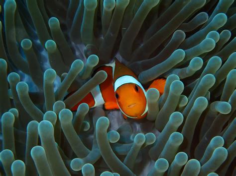 Clownfish In Anemone