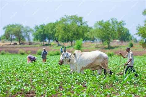 Premium Photo | Indian farming technique