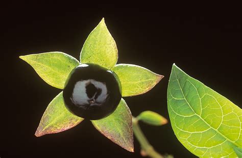 Is Deadly Nightshade Really Deadly? Misnomers of the Botanical World – Fairy Dell Farms