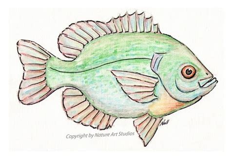 Bluegill Sunfish Art Print From original by natureartstudio