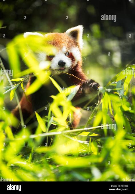 Young red panda eating leaves in nature Stock Photo - Alamy