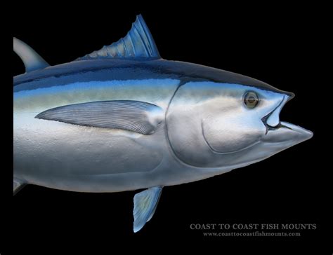 Bigeye Tuna Fish Mount and Fish Replicas | Coast-to-Coast