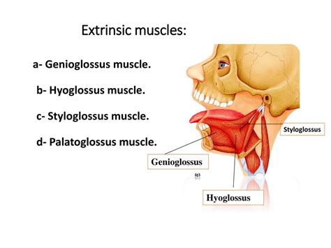 Styloglossus Muscle