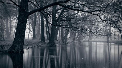 Dark Misty Forest Wallpapers - Top Free Dark Misty Forest Backgrounds ...