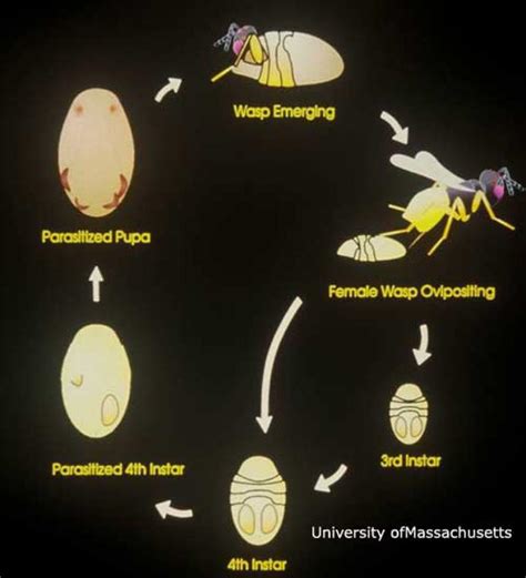 Parasitic Wasp Life Cycle