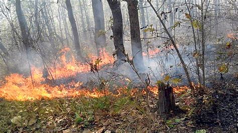 Fire destroys thousands of hectares of forest - myRepublica - The New ...