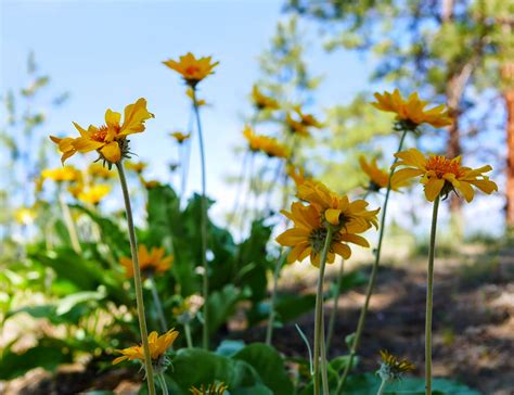 Nature Notes: Arrowleaf Balsamroot – Backwoods Mama