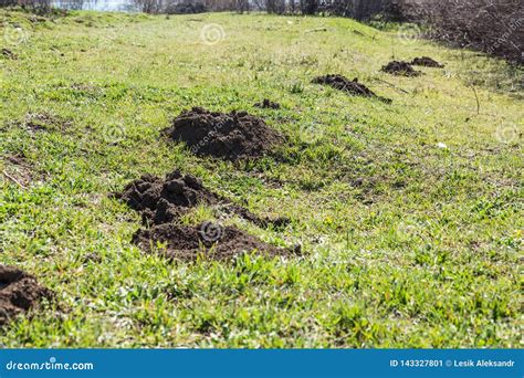 Molehills. Damaged Lawn it is Result of European Mole Activity. this Pest is Also Known As Talpa ...