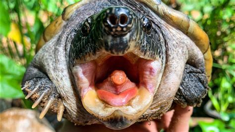 Update Video: Is my Giant Musk Turtle still fat?? Baby turtle growth check, and feeding snappers ...