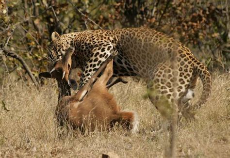 jaguar animal - Pesquisa Google | Animals wild, Animals, Leopards