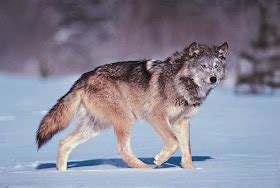 The Wildlife: Canis Lupus Occidentalis Animals | Interesting Facts & Latest Pictures