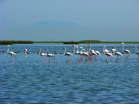 Chilika Lake & Sanctuary, Puri - Timings, Boating, Best time to visit