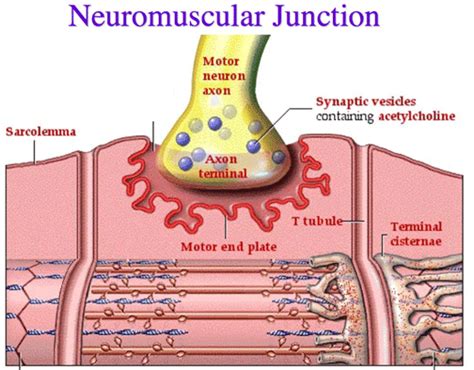 Neuromuscular Junction Model Motor End Plate