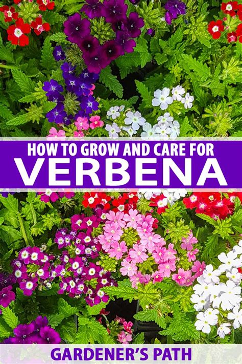 How to Grow and Care For Verbena | Gardener's Path