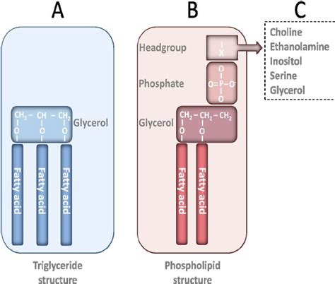 Triglyceride and phospholipid structures. | Download Scientific Diagram