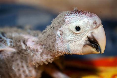 How A Beautiful Ara Parrot Looks After It’s Born (23 pics) - Izismile.com