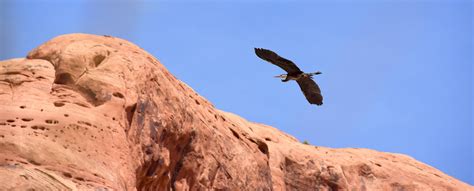 Birds - Glen Canyon National Recreation Area (U.S. National Park Service)