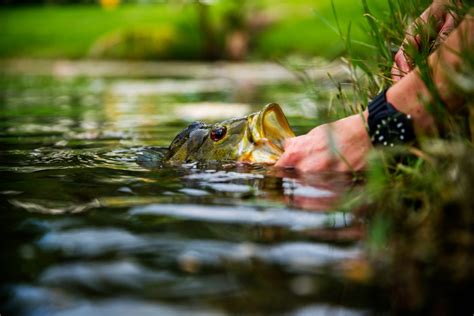 How to Fish for Peacock Bass in Florida: The Complete Guide (Updated 2023)