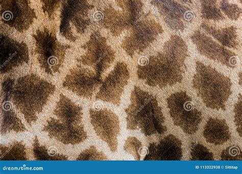 Giraffe`s skin pattern stock photo. Image of captive - 113322938