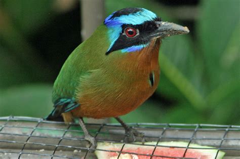 Motmot family Momotidae