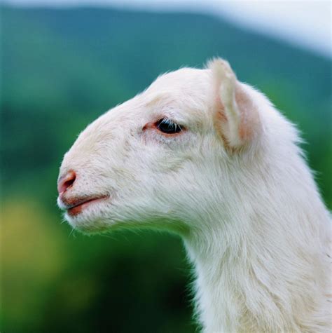 A Lamb's Head Photograph by Hugh Johnson - Fine Art America