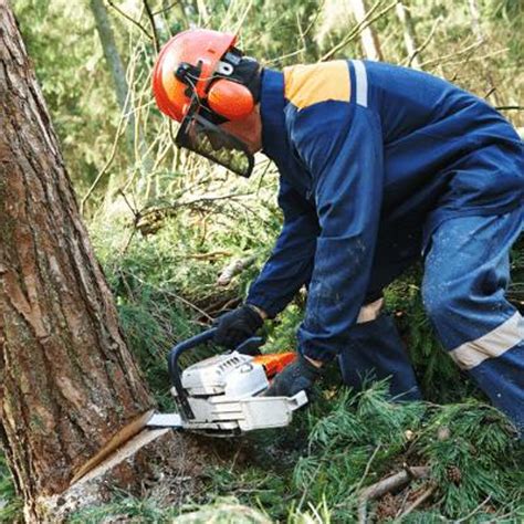 Tree Felling - Manual SWMS | SafetyDocs PDF & Word Templates