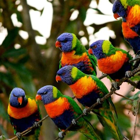 Rainbow lorikeets brightly colored Australasian parrots found in Australia, E Indonesia, Papua ...