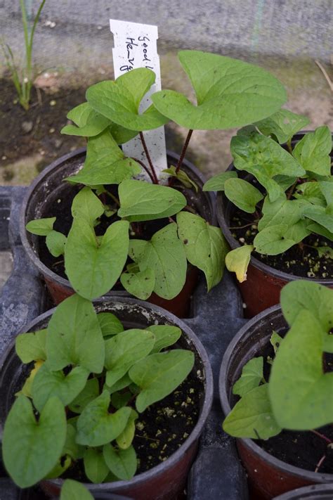 Good-King-Henry seeds (Chenopodium bonus-henricus)