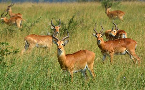 Antelope Reedbuck In The Murchison Falls National Park Uganda Reedbuck ...