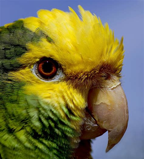 Orange Parrot 2 stock photo. Image of wings, colors, colourful - 615420