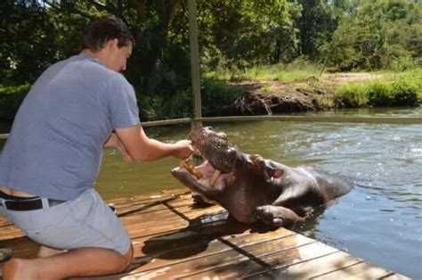 Meet Jessica the Hippo Pet: A Fascinating Hippopotamus Story