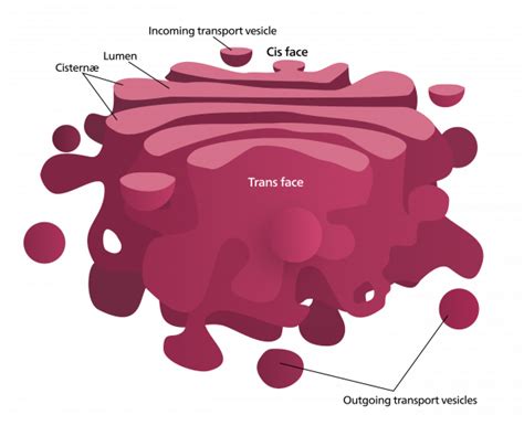 Golgi apparatus - Structure - Function - TeachMePhysiology